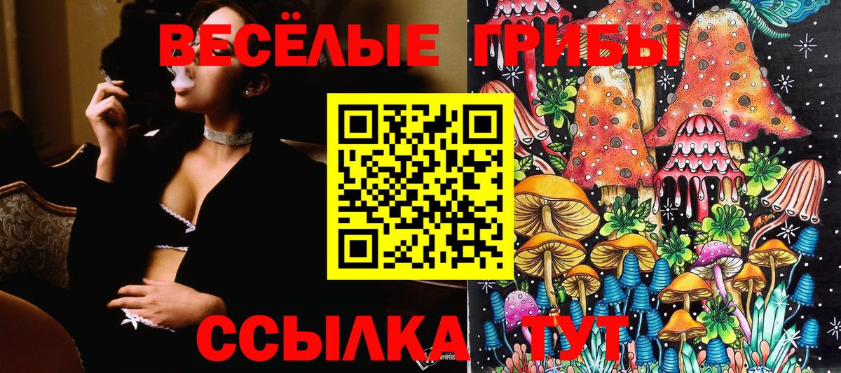 Псилоцибиновые грибы Psilocybe  Вход с VPN  Боровичи 